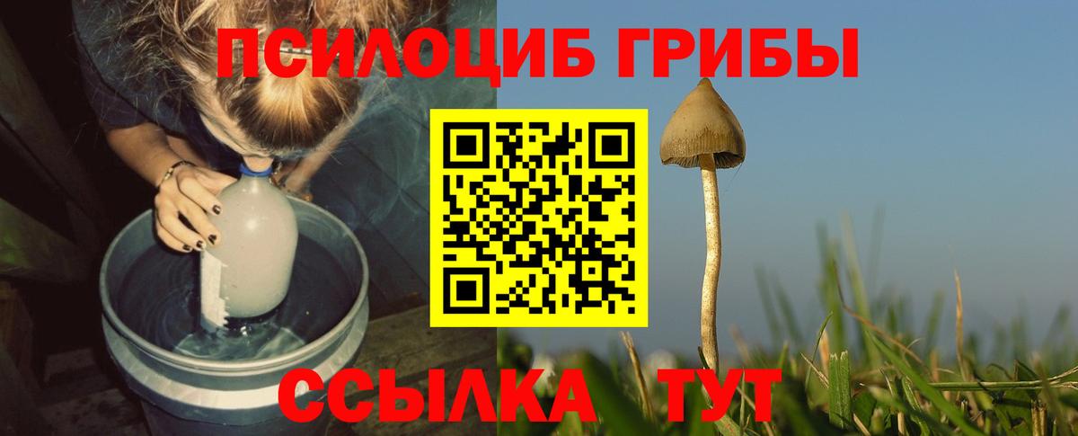 Камышлов  Псилоцибиновые грибы Magic Shrooms  где купить наркоту  Вход с VPN 